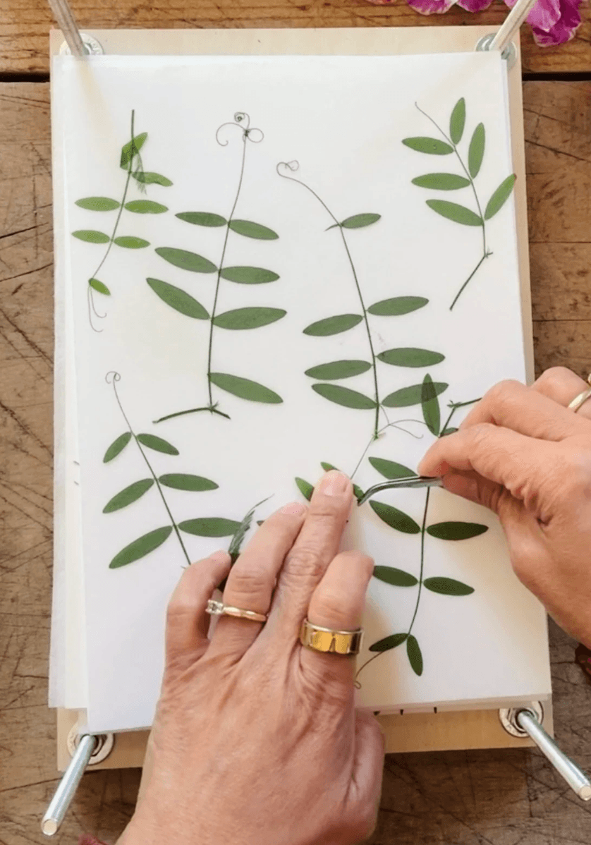 Pressed Flower Workshop gallery image 2